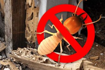 CÔNG TY CHUYÊN DỊCH VỤ DIỆT MỐI VÀ CÔN TRÙNG TẬN GỐC NHANH CHÓNG - UY TÍN TẠI ĐÀ NẴNG - QUẢNG NAM